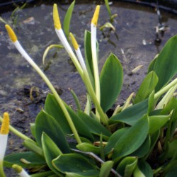 Orontium aquaticum - Oronzio acquatico