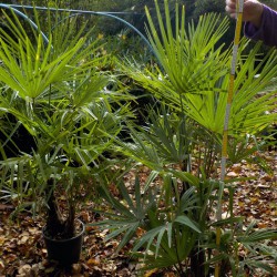 Palma rustica - Trachycarpus fortunei - H. 80-100 cm