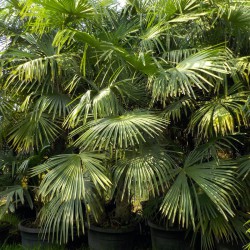 Palma rustica - Trachycarpus fortunei - Esemplari XL, in vaso