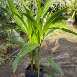 Hardy palm - Trachycarpus fortunei