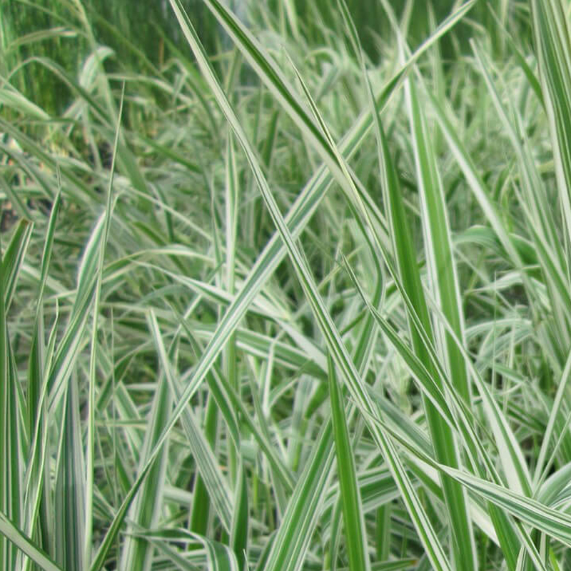 Phalaris Arundinacea Picta Saggina Variegata Acquista Online Su phalaris-arundinacea-picta-saggina-variegata-acquista-online-su
