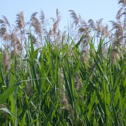 Phragmites australis - Cannuccia di palude
