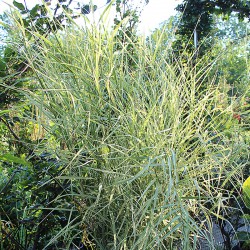 Phragmites karka Candy Stripe - Cannuccia palustre variegata