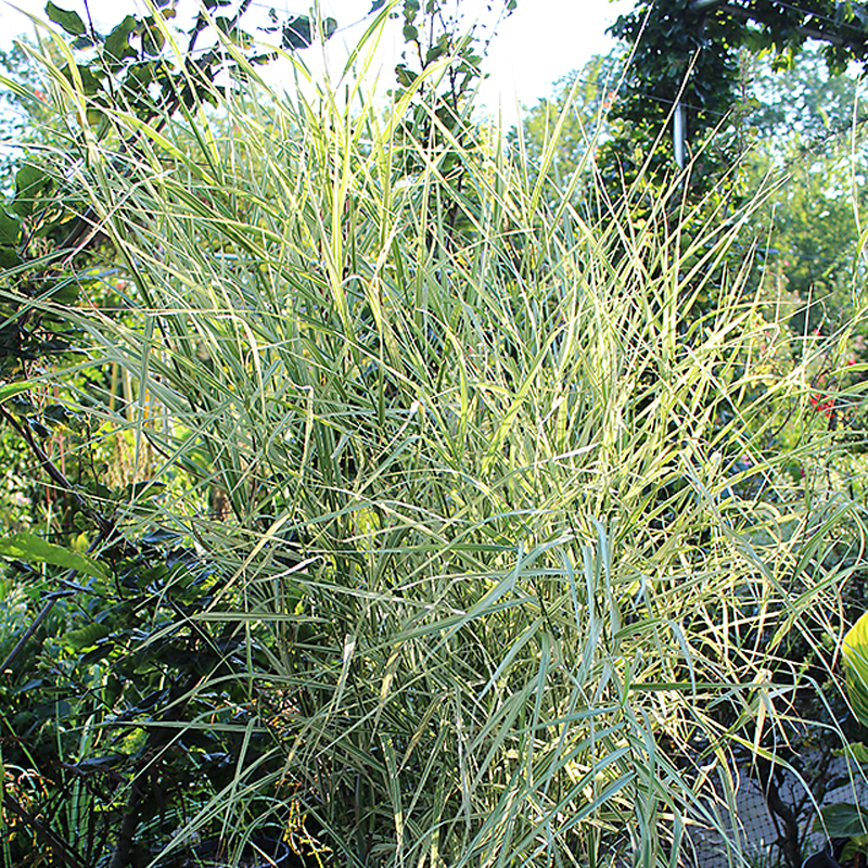 Phragmites karka Candy Stripe - Variegated water reed - Acquista online su  Vivaibamb Store