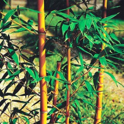 Phyllostachys aurea Holochrysa - Medium bamboo