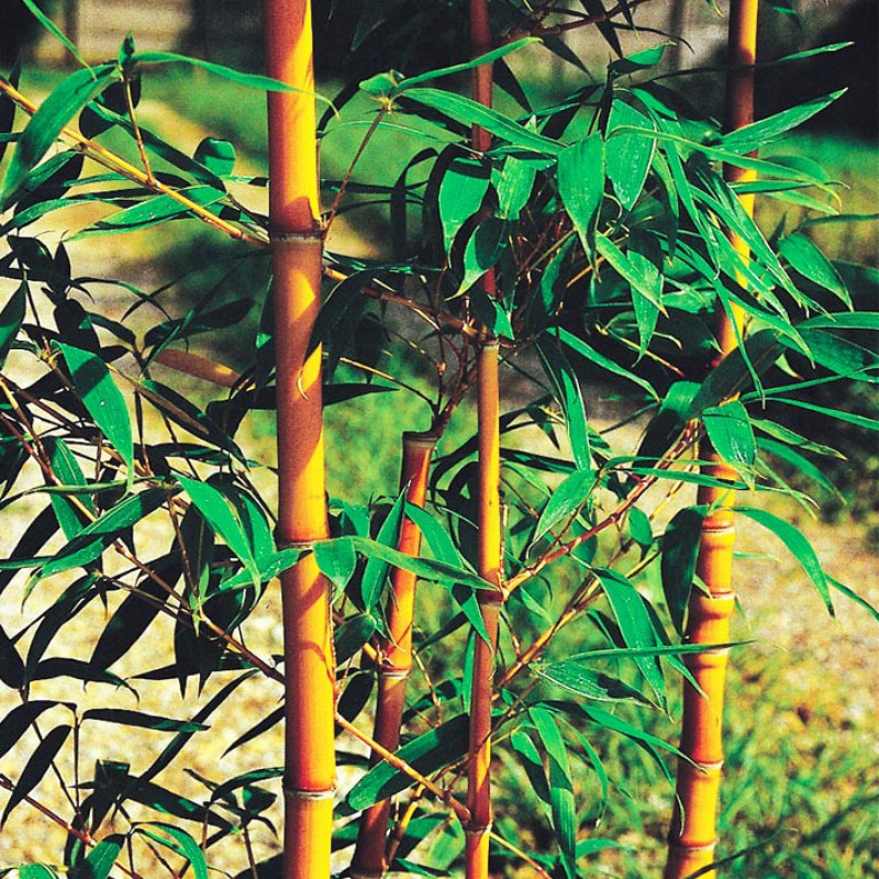 Phyllostachys aurea Holochrysa Medium bamboo Acquista online su
