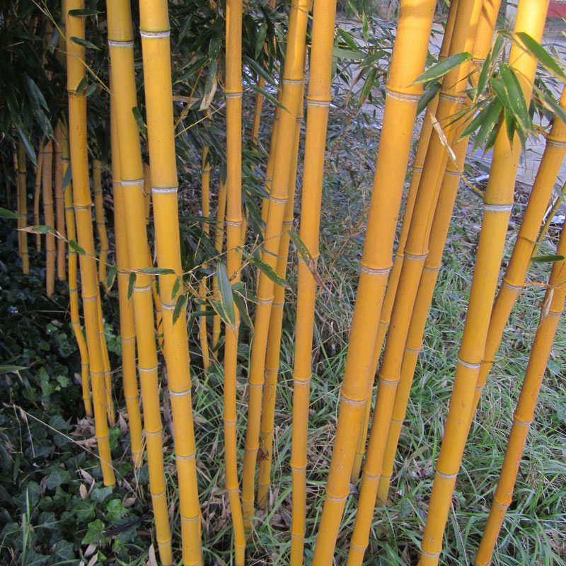 Phyllostachys aureosulcata Aureocaulis - Medium yellow bamboo - Acquista  online su Vivaibamb Store