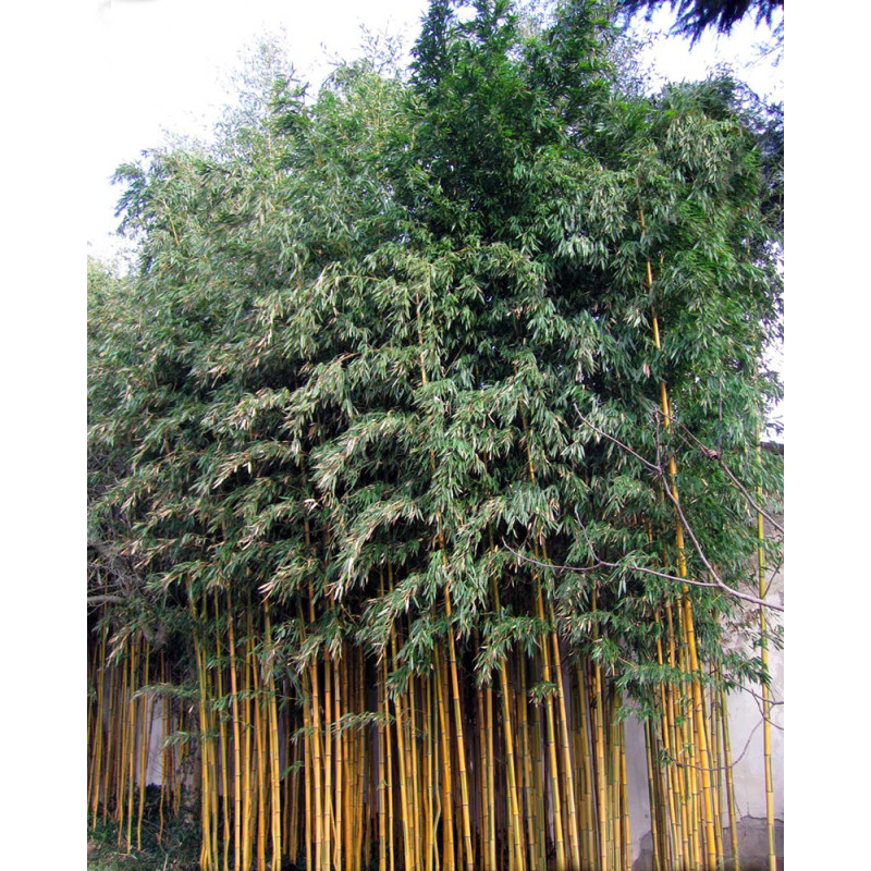 ZXXYANBI Live Golden Bamboo (Phyllostachys Aurea) Indoor & Outdoor