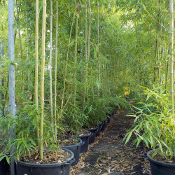 Phyllostachys bambusoides - Esemplari in vaso ø 65 cm