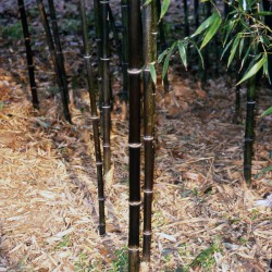 Phyllostachys nigra - Bambù nero