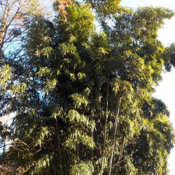 Phyllostachys nuda Localis - Bare root plant medium bamboo