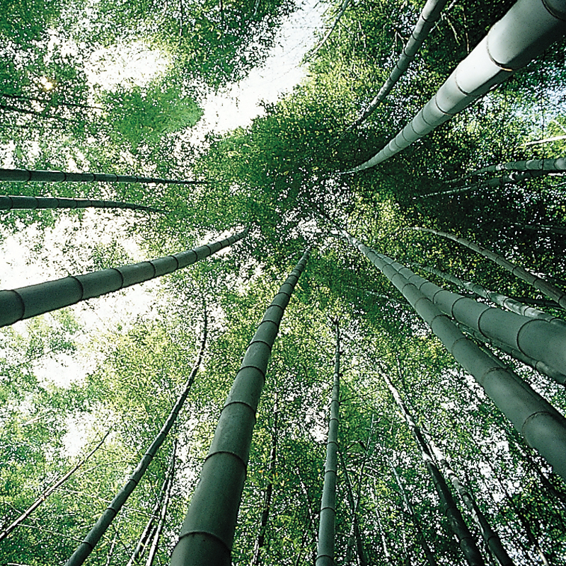 bambus zahnbürste mit naturborsten Bambus-Zahnbürste – truemorrow main image 0