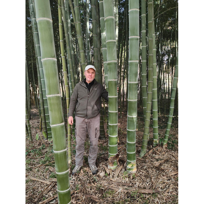 Big Bamboo Pflanzenbild