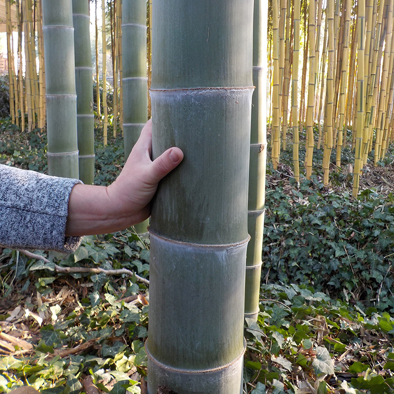 Phyllostachys pubescens - Giant bamboo or Moso bamboo - Acquista online su  Vivaibamb Store