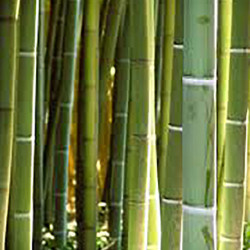 Phyllostachys viridis mitis
