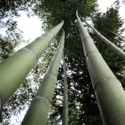 Phyllostachys vivax - Bambù gigante vaso ø 30 cm