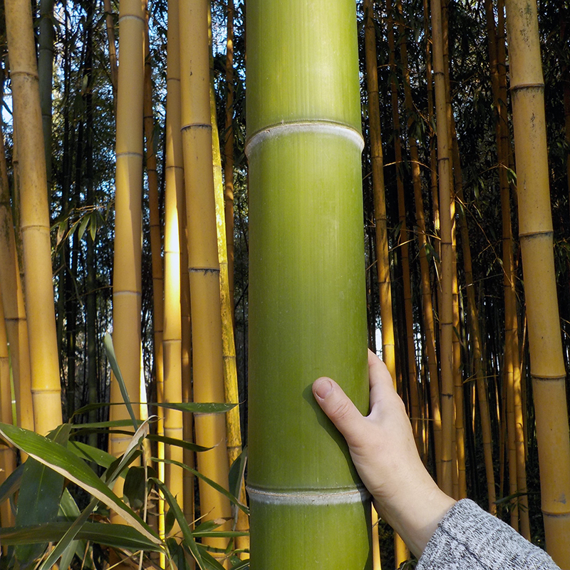 10 Semi Di Bamb&ugrave; Gigante Cephalostachyum Pergracile (Tinwa Bamboo) &ndash; Raccolto 2024