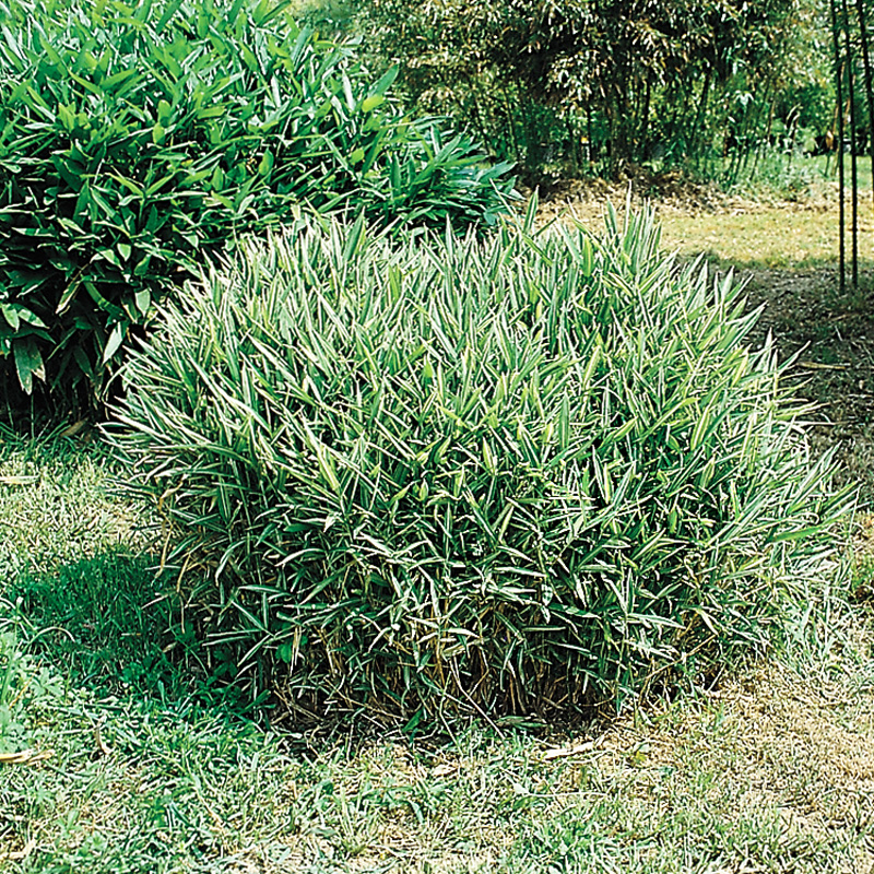 wildblumenwiese saatgut nabu Artenreiches Saatgut – Blumenwiese mit heimischen Arten – WildLand main image 1