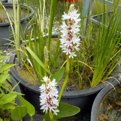 Pontederia cordata Alba - Pontederia bianca