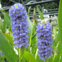 Pontederia cordata Sky Blue - Pontederia azzurra gigante