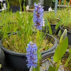 Pontederia cordata - Pontederia blu
