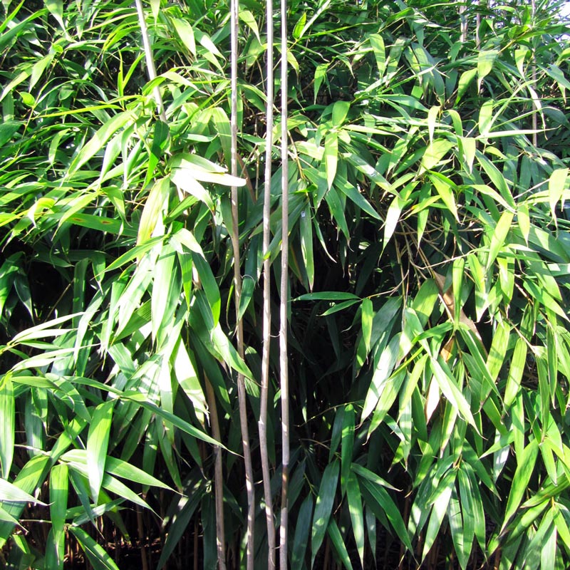 bambus sichtschutz streichen Bambus Rollzaun Apus – Natürlicher Sichtschutz für Garten & Terrasse –  Bambusbasis main image 0