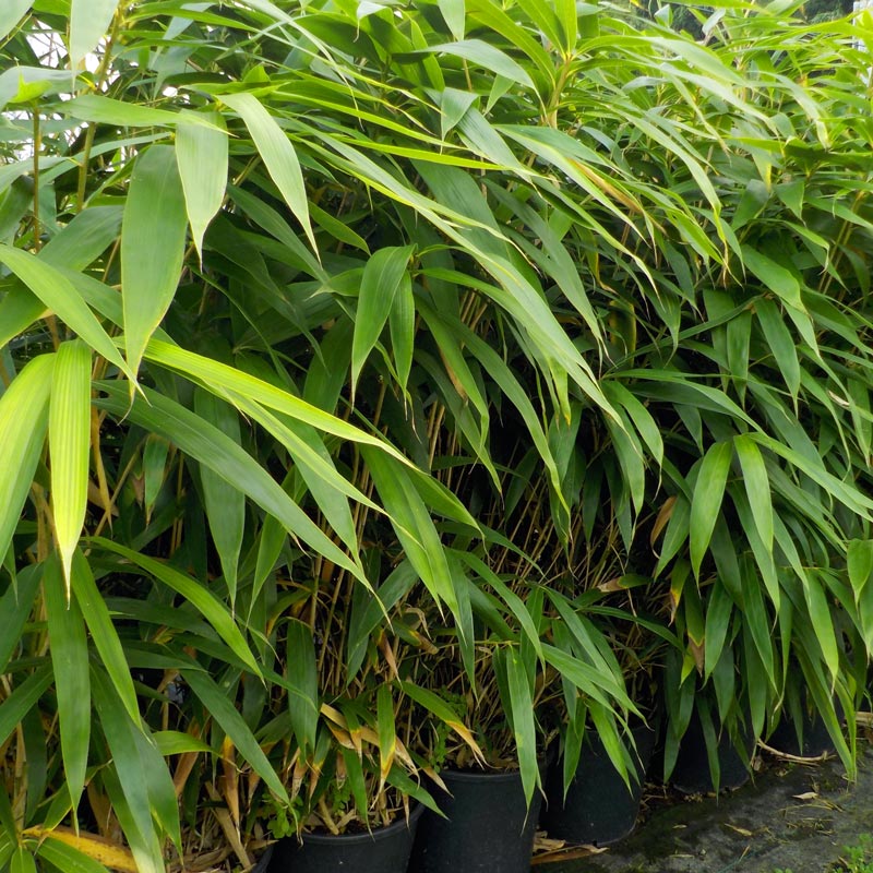 Pseudosasa japonica - Japanese bamboo - Acquista online su Vivaibamb Store