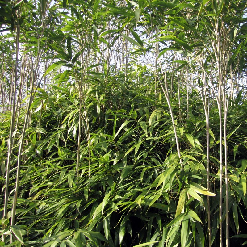 Pseudosasa japonica - Japanese bamboo - Acquista online su Vivaibamb Store