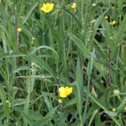 Ranunculus lingua - Ranuncolo di palude, maggiore