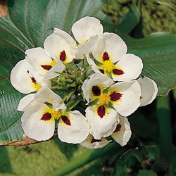 Sagittaria montevidensis - Sagittaria gigante americana