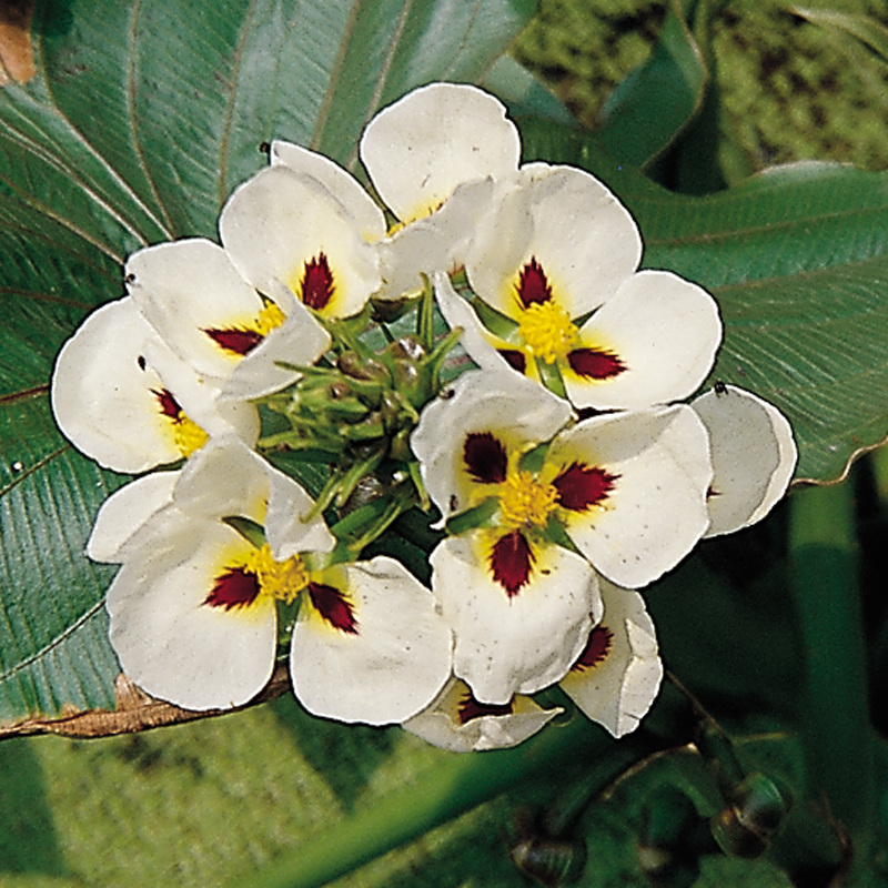 sagitaria