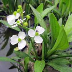 Sagittaria graminea - Sagittaria nana