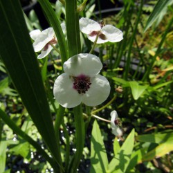 Sagittaria sagittifolia - Erba saetta