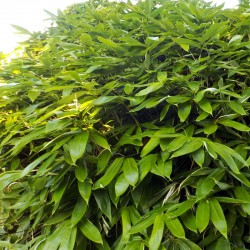 Sasa palmata Nebulosa - Small bamboo