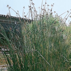 Schoenoplectus lacutris - Giunco gigante