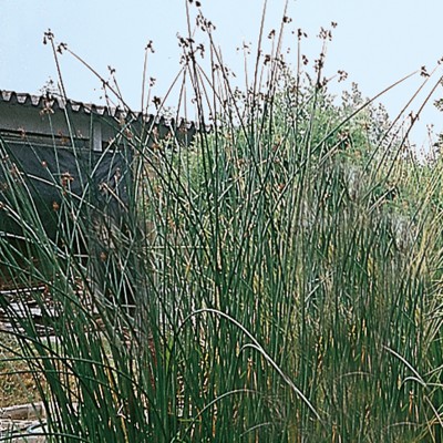 Schoenoplectus lacutris - Giunco gigante Schoenoplectus lacutris - Giunco gigante