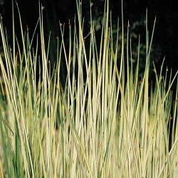 Schoenoplectus lacutris tabernaemontanii Albescens  - Giunco variegato