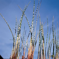 Schoenoplectus lacutris tabernaemontanii Zebrinus - Giunco zebrino