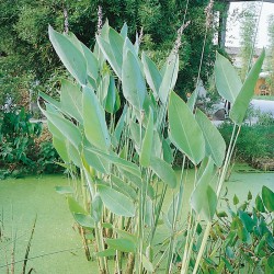 Thalia dealbata - Strelizia d'acqua