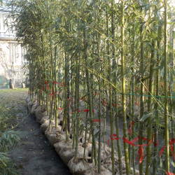 Phyllostachys aurea specimen