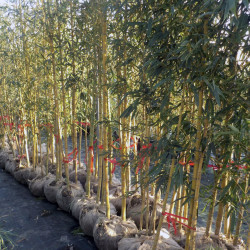 Phyllostachys aurea Holocrysa specimen 