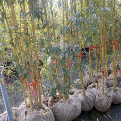 Phyllostachys aurea koi, specimen