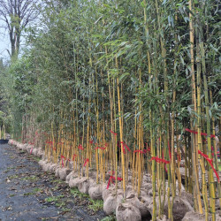 Phyllostachys aureosulcata Aureocaulis specimen