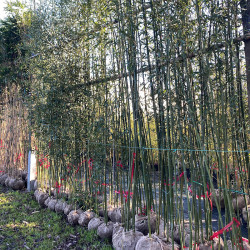 Phyllostachys bissetii specimen