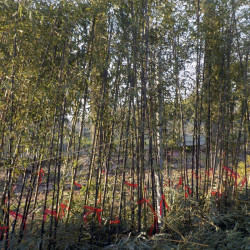 Phyllostachys nigra specimen