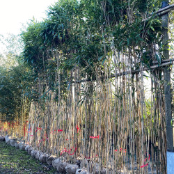 Pseudosasa japonica specimen