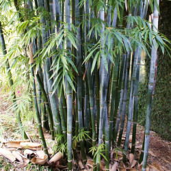 Bambusa chungii - Bambù blù
