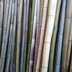 N° 10 Canne bambù irregolari ø 5-6 cm-L.250 cm  