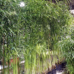 Cyperus alternifolius Gracilis - Umbrella plant, large specimen