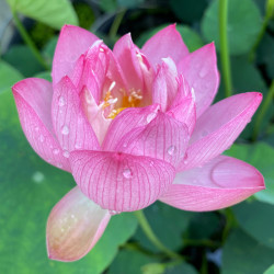 Nelumbo Canary - Miniature lotus